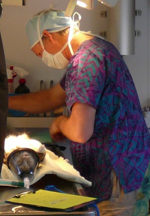 Dr. Maas