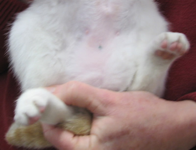 Salem Friends of Felines expands spay, neuter clinic to confront cat  overpopulation - Salem Reporter